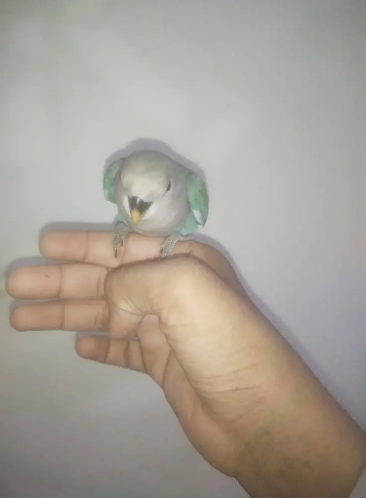 Hand Tamed lovebird 200% 0 bite guranted