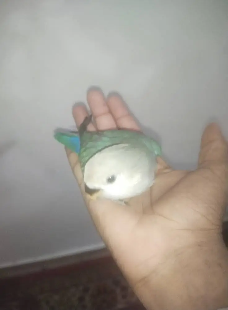 Hand Tamed lovebird 200% 0 bite guranted — photo 2