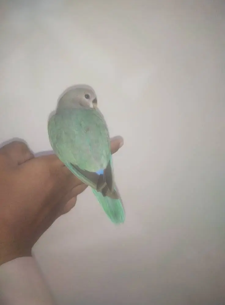 Hand Tamed lovebird 200% 0 bite guranted — photo 3