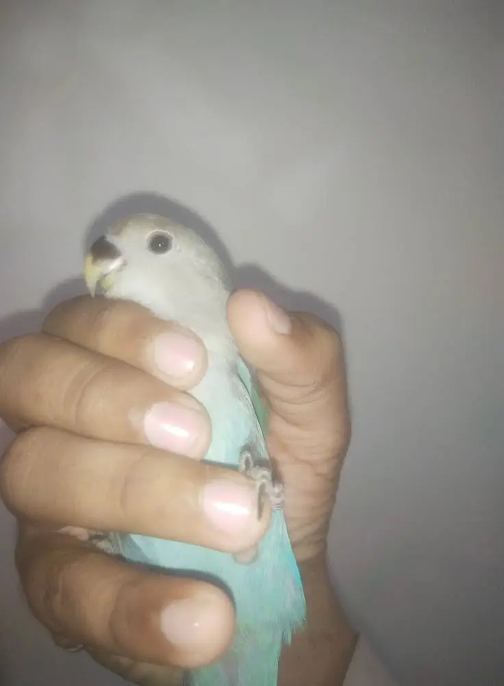 Hand Tamed lovebird 200% 0 bite guranted — photo 4