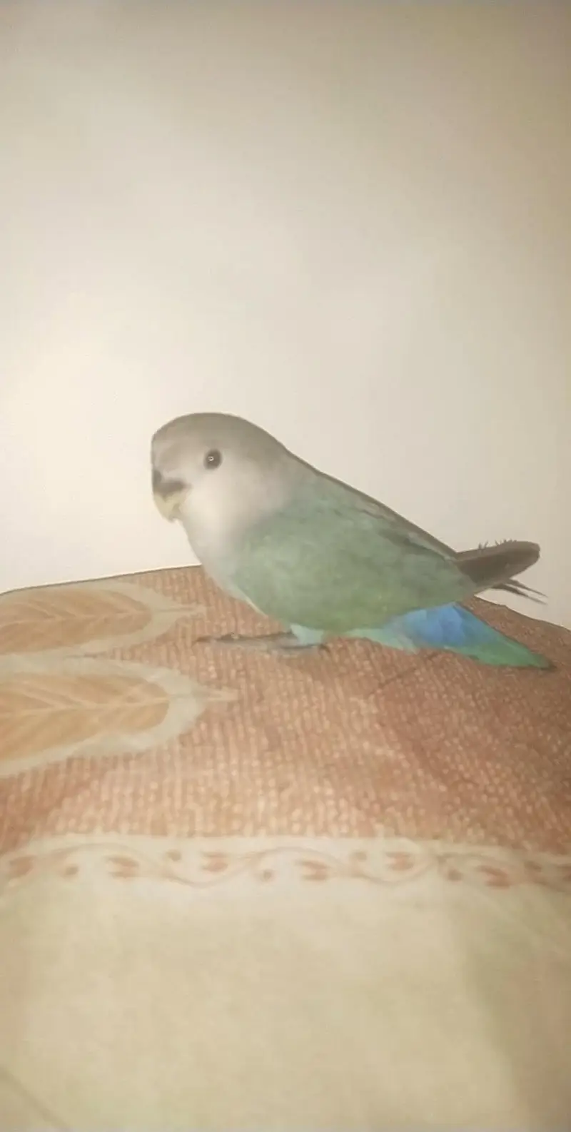 Hand Tamed lovebird 200% 0 bite guranted — photo 5
