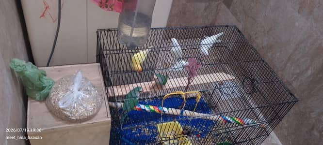 want sell these breeding birds with cages urgently due to space issue