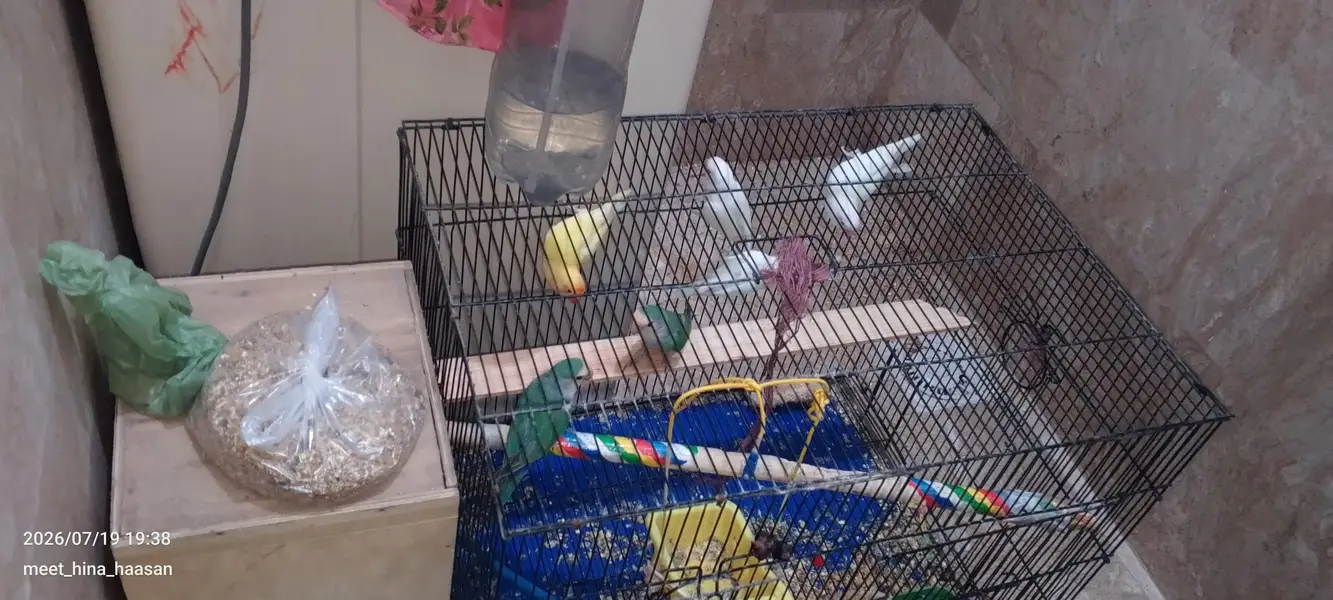 want sell these breeding birds with cages urgently due to space issue