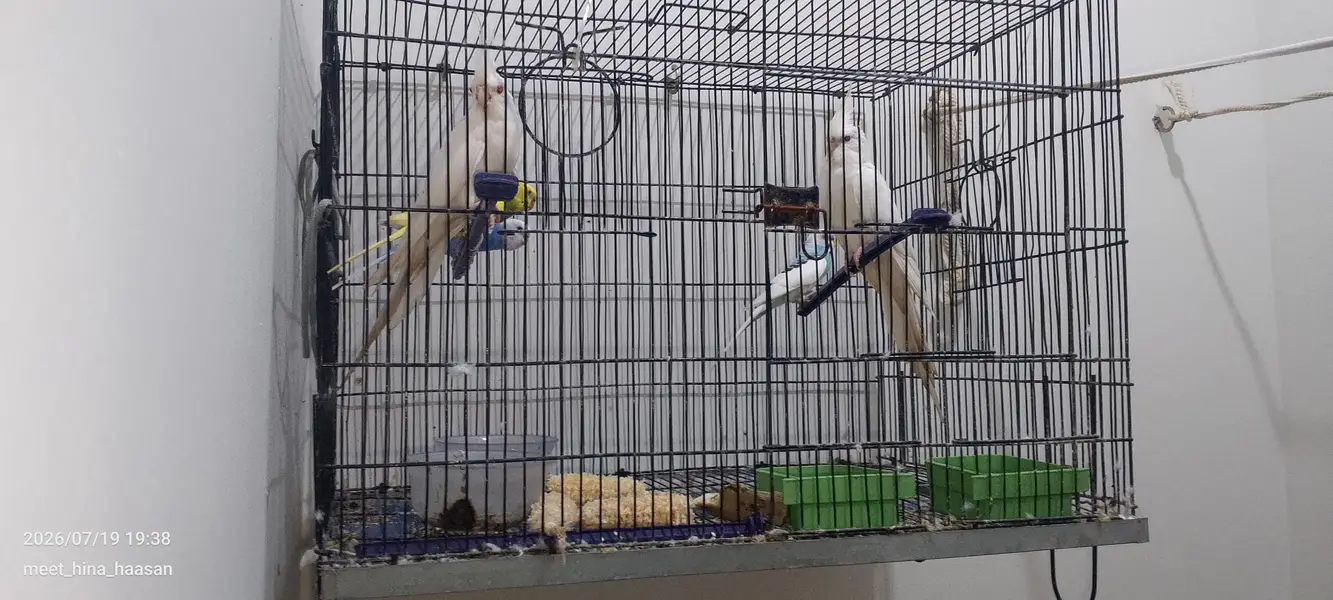 want sell these breeding birds with cages urgently due to space issue — photo 2
