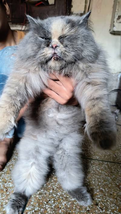 x punch top quality female cat