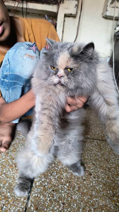 x punch top quality female cat