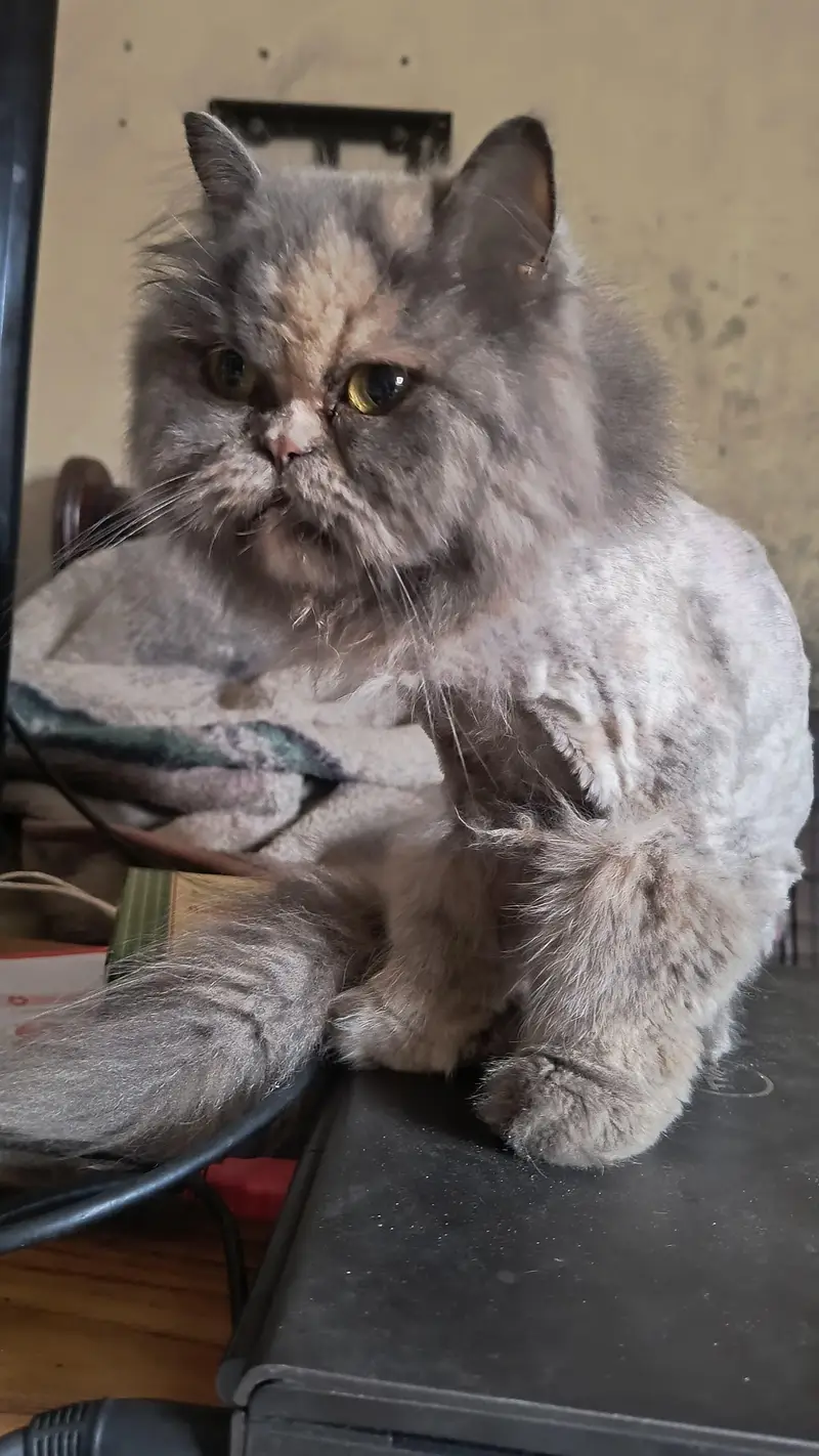x punch top quality female cat — photo 3
