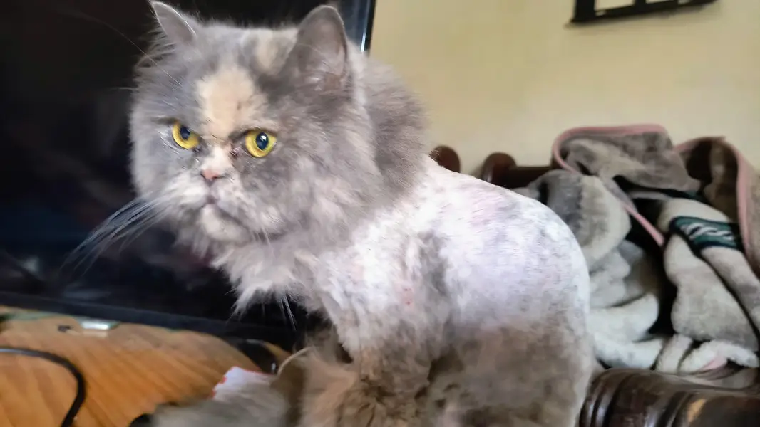 x punch top quality female cat — photo 4