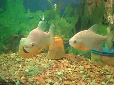 two pacco fishes sell