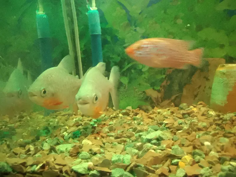two pacco fishes sell — photo 2