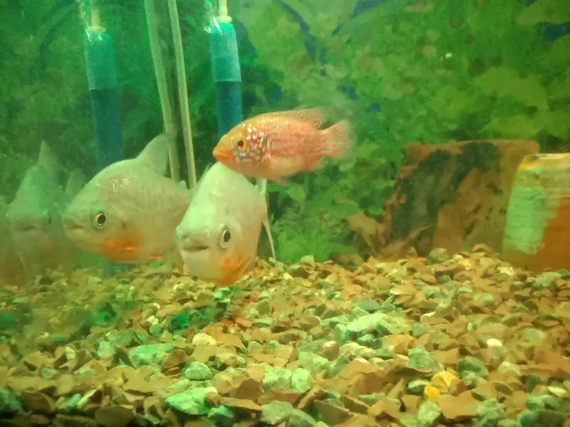 two pacco fishes sell — photo 3