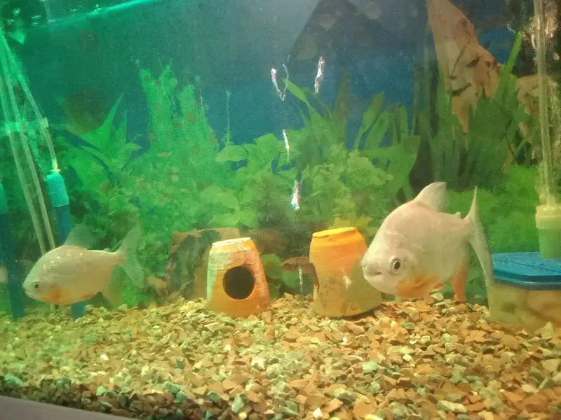 two pacco fishes sell — photo 4