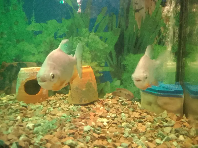 two pacco fishes sell — photo 5