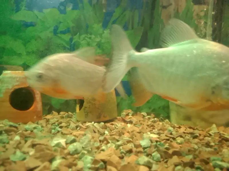 two pacco fishes sell — photo 6