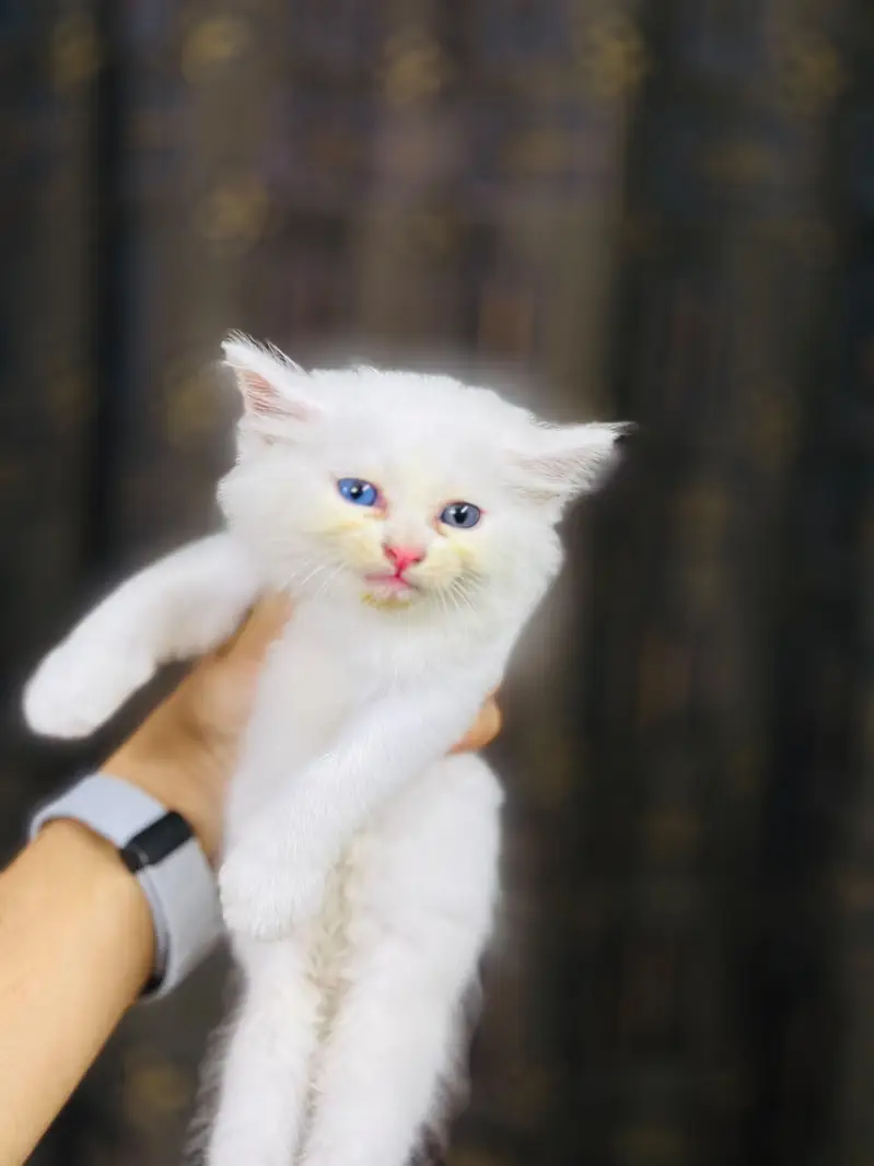reasonable price kitten — photo 2