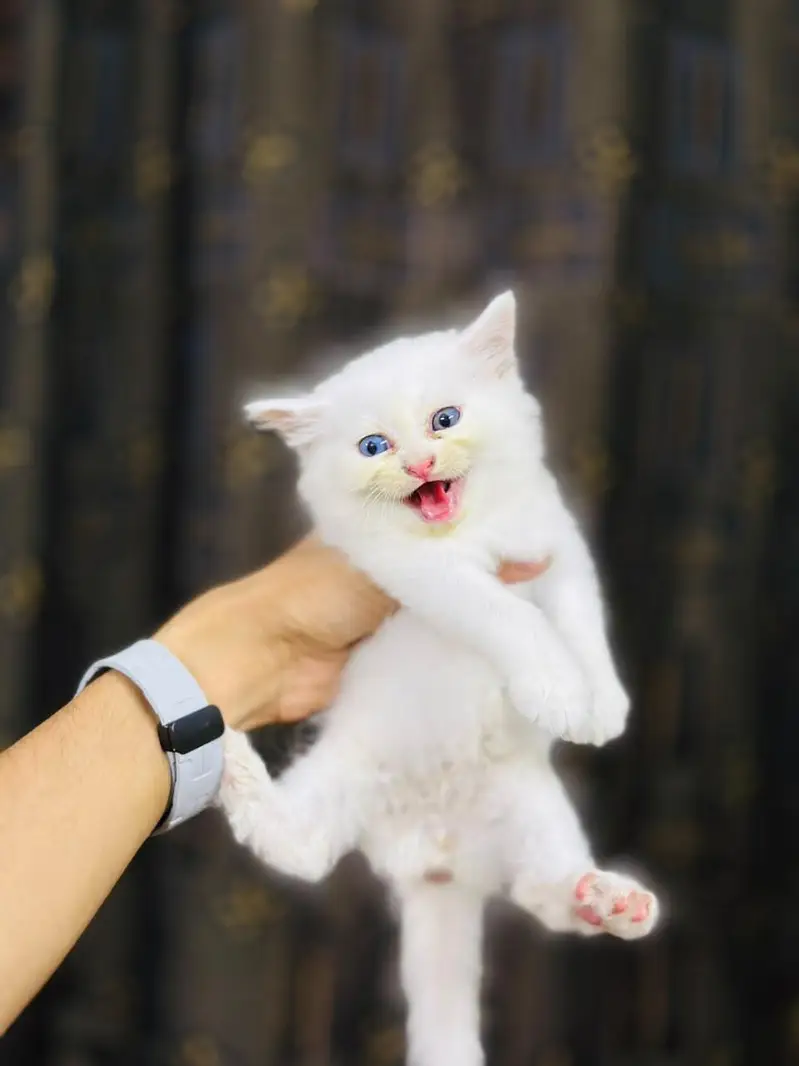 reasonable price kitten — photo 4