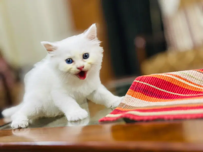 reasonable price kitten — photo 8