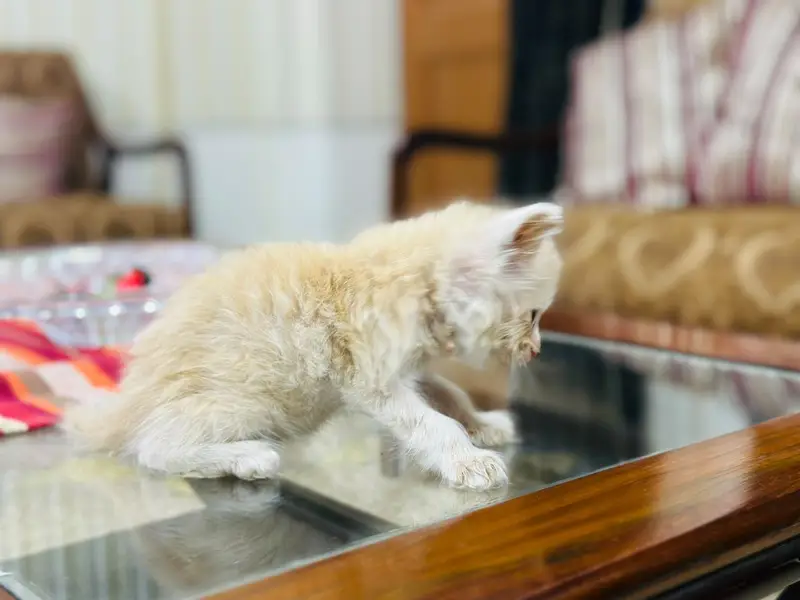reasonable price kitten — photo 10