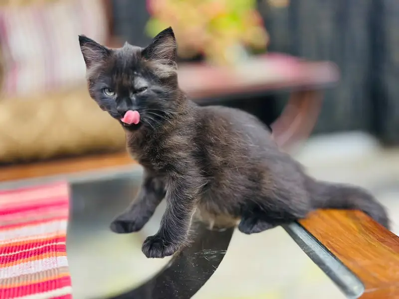 reasonable price kitten — photo 11