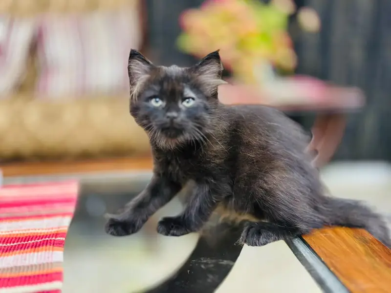 reasonable price kitten — photo 12