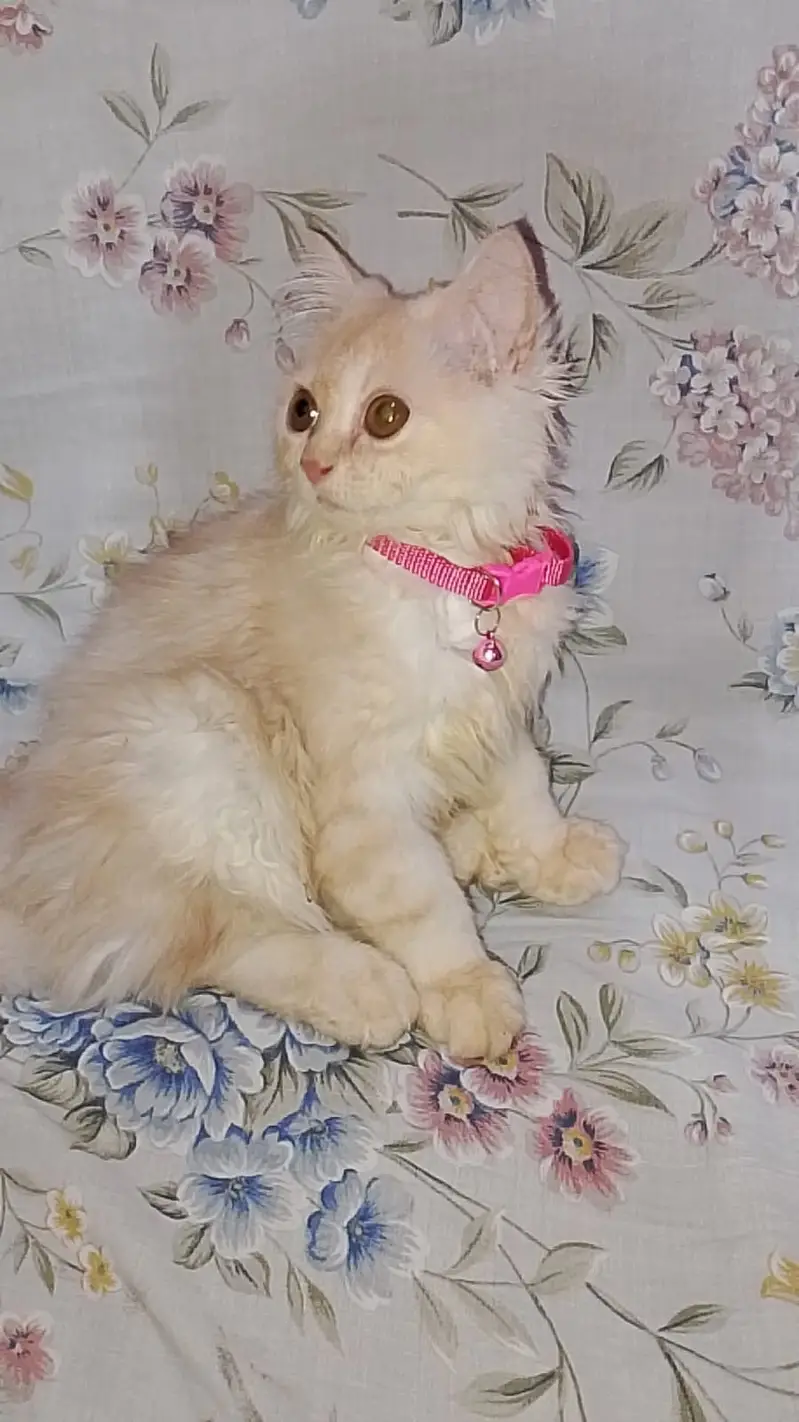 Cute,Healthy and playful kitten — photo 3