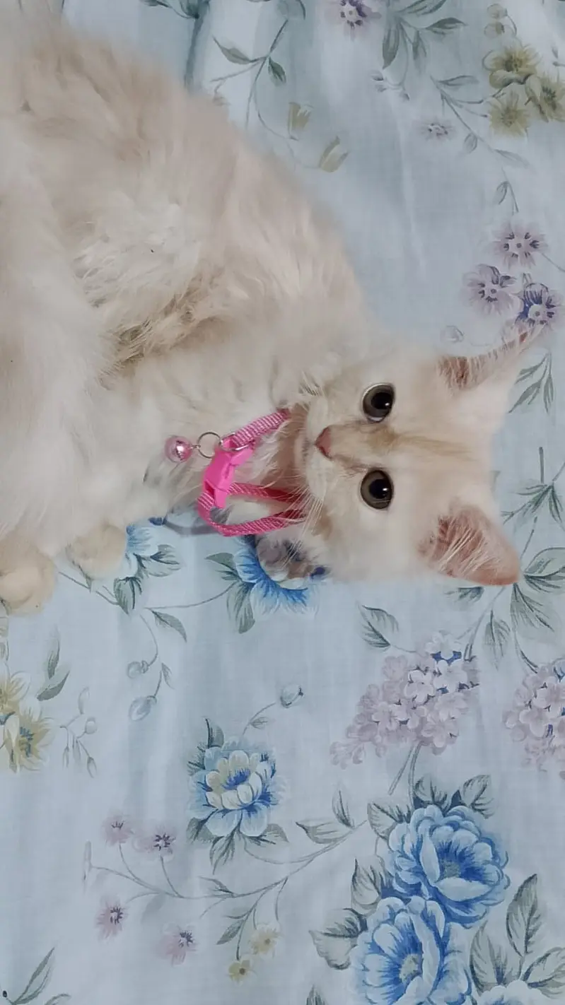 Cute,Healthy and playful kitten — photo 4