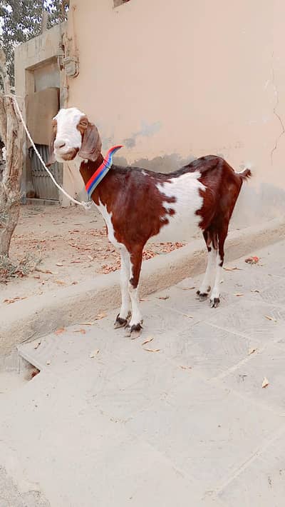 Tapri Mundi Female For Sell: 0334-3769578.