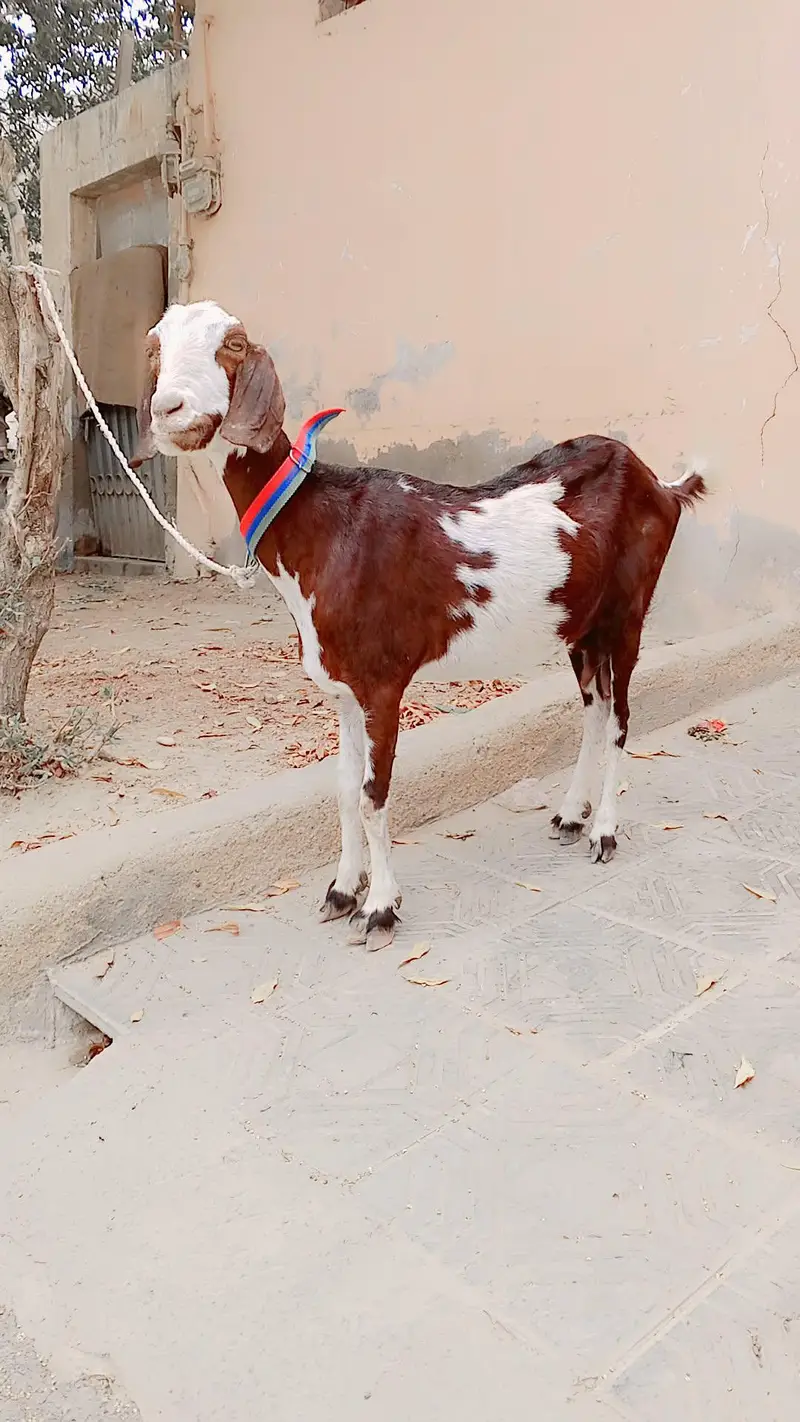 Tapri Mundi Female For Sell: 0334-3769578.