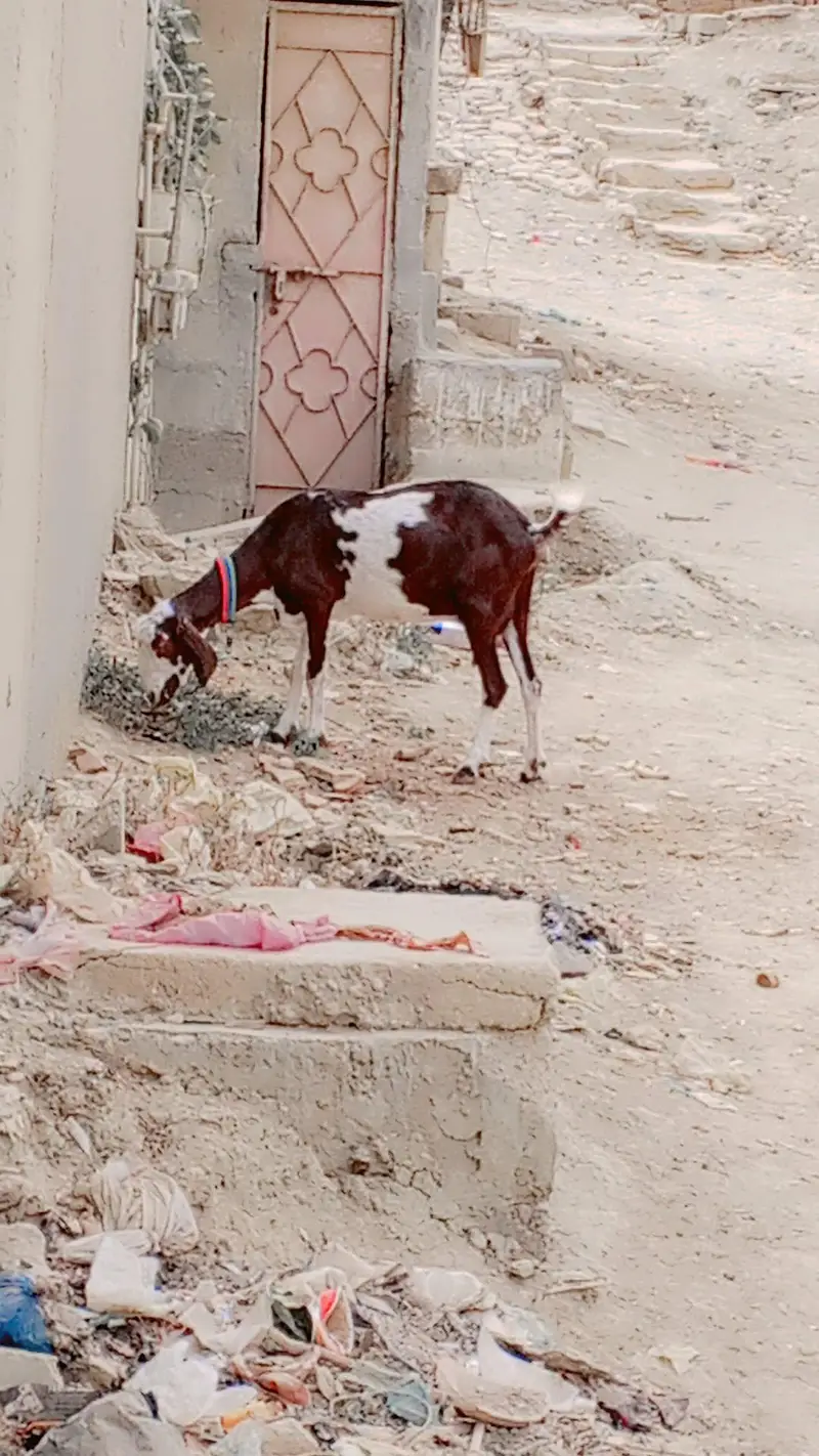 Tapri Mundi Female For Sell: 0334-3769578. — photo 2