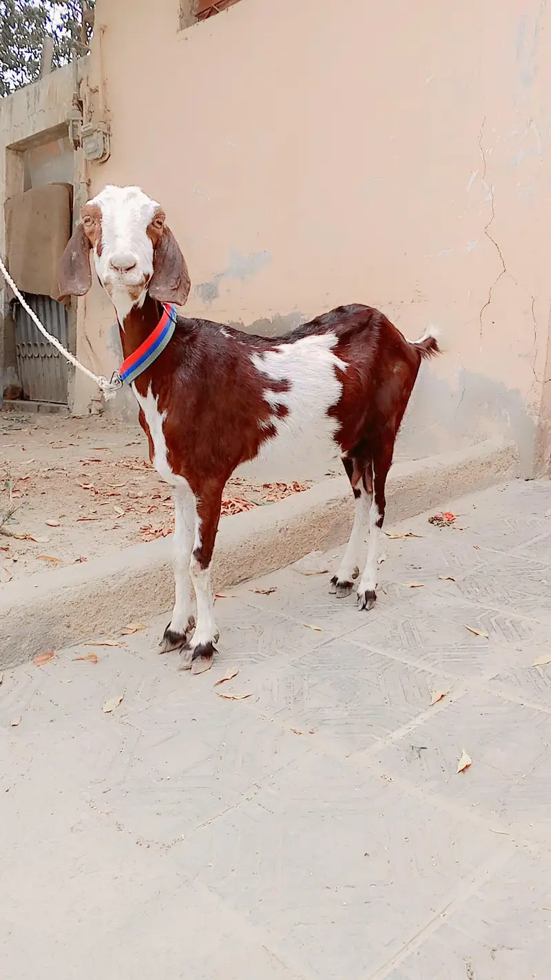 Tapri Mundi Female For Sell: 0334-3769578. — photo 3