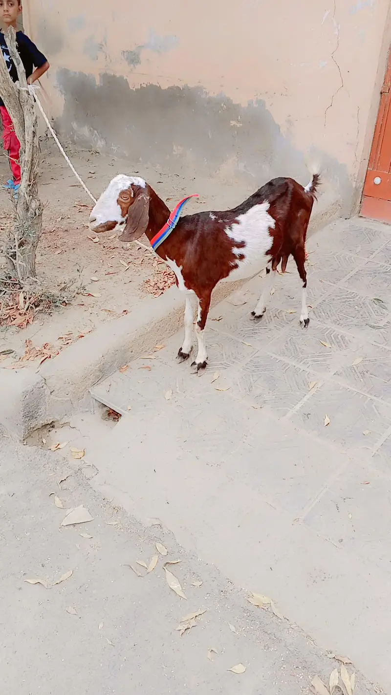 Tapri Mundi Female For Sell: 0334-3769578. — photo 4