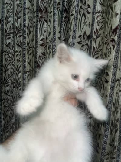 Pershian male triple coated active odd eyes pounch face