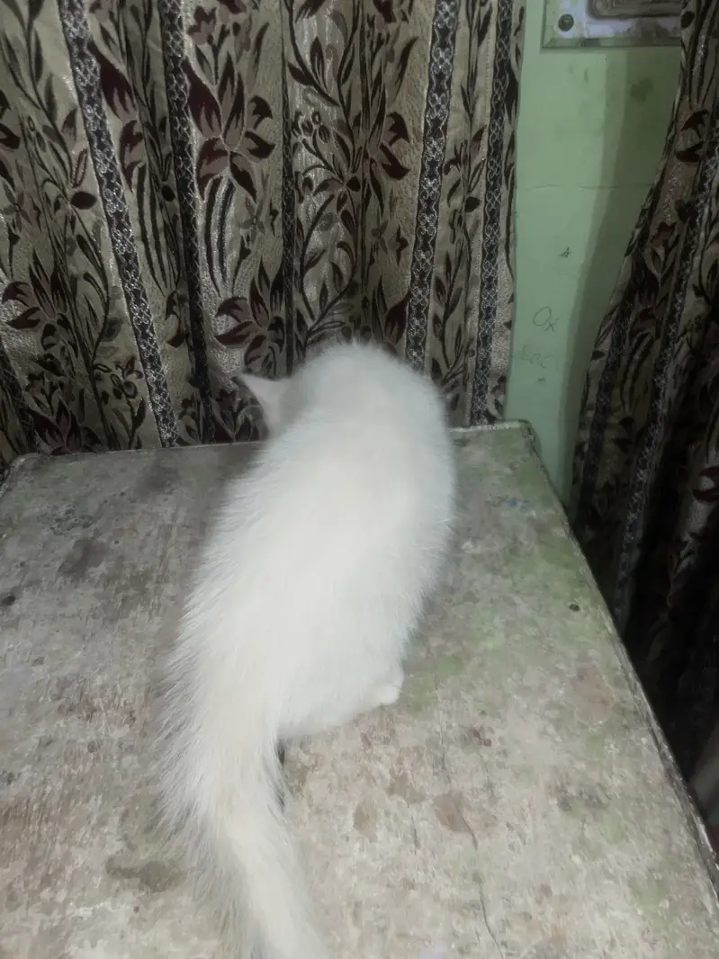 Pershian male triple coated active odd eyes pounch face — photo 2
