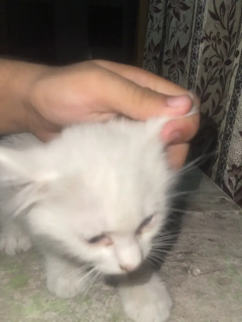 Pershian male triple coated active odd eyes pounch face — photo 3