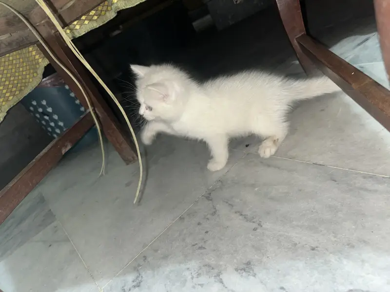 Pershian male triple coated active odd eyes pounch face — photo 4
