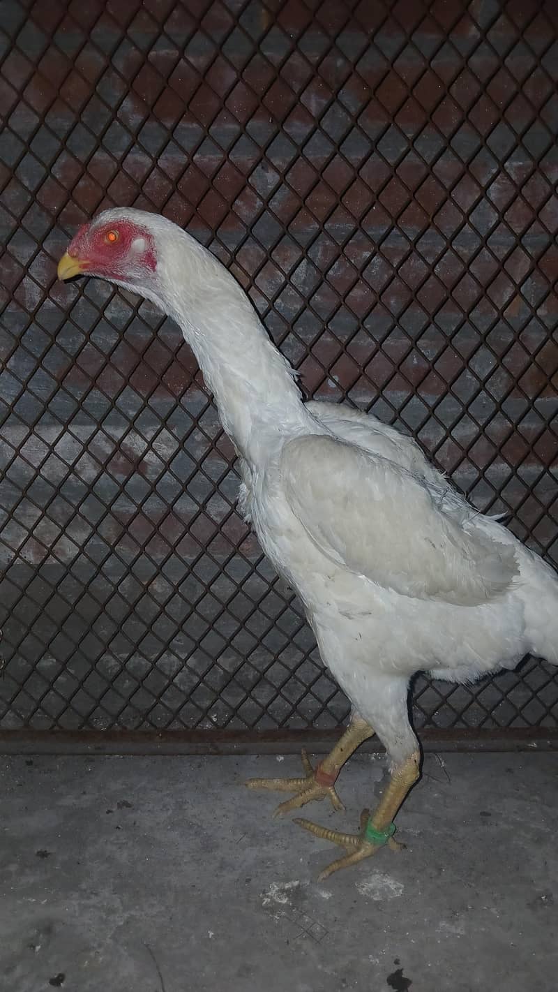 shamo 2