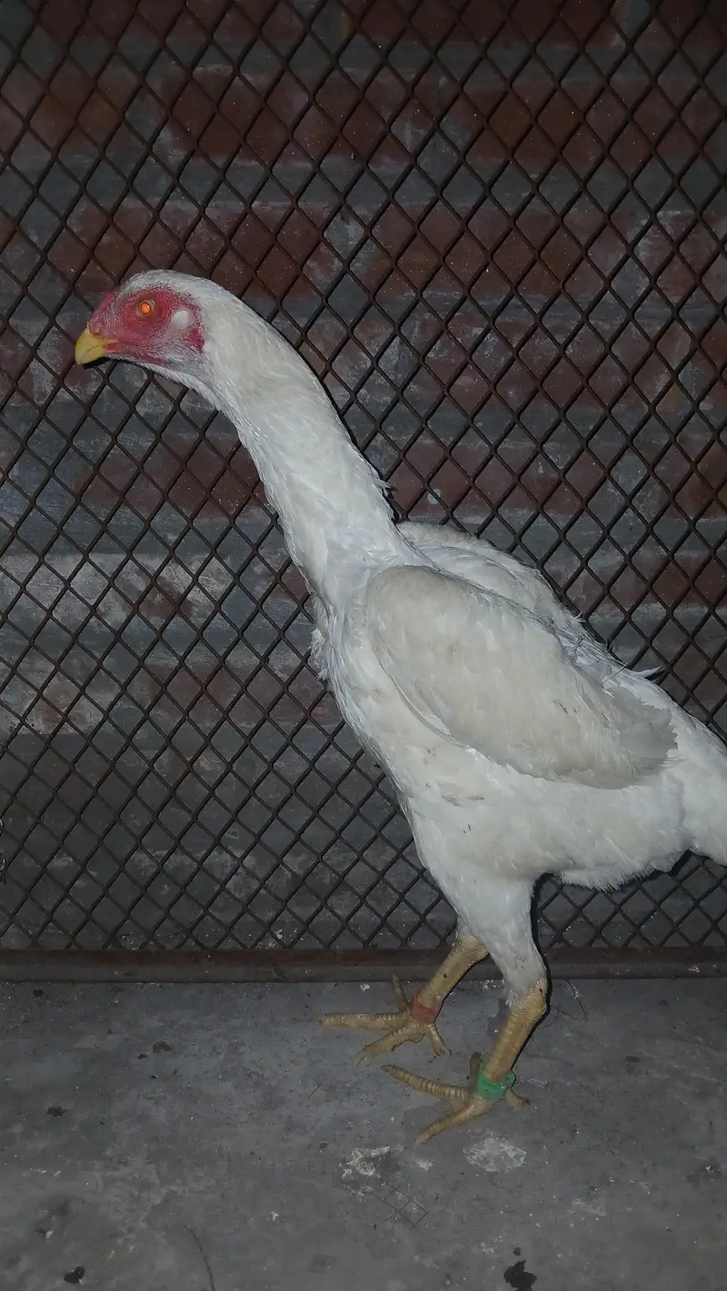 shamo — photo 3