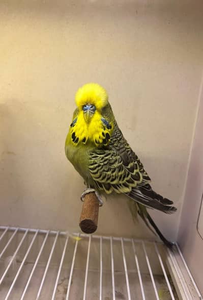 olive exhibition male