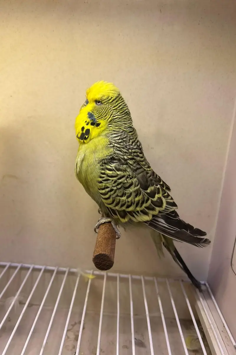 olive exhibition male — photo 2