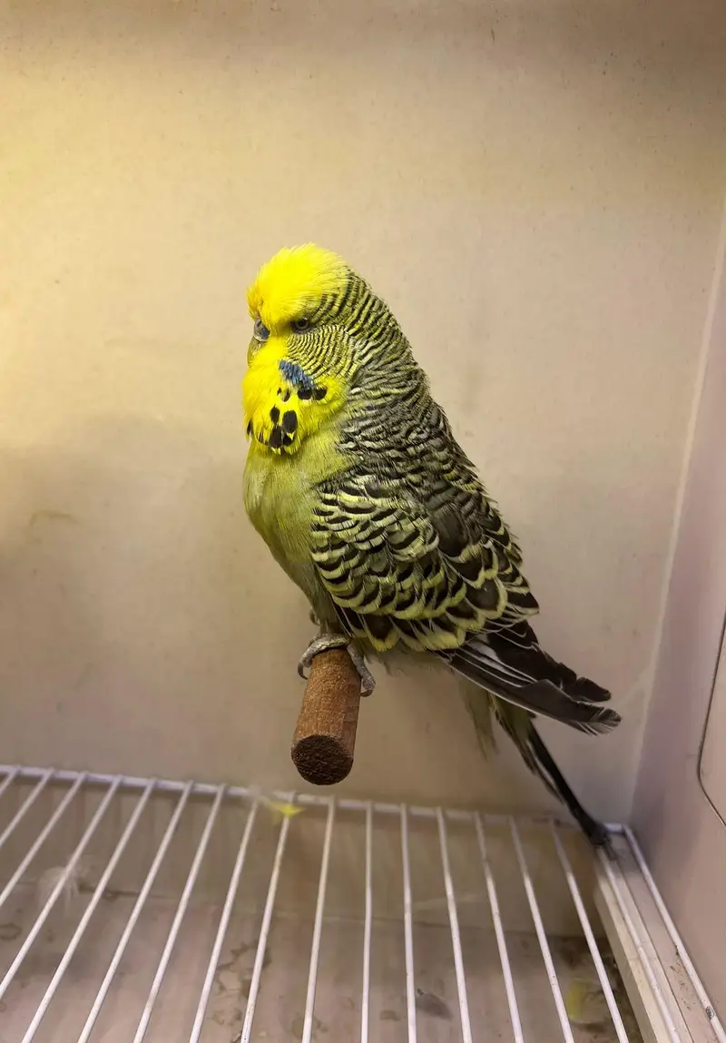 olive exhibition male — photo 3