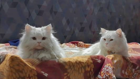 Pure White Persian Cat Pair | Male & Female | Healthy & Fluffy