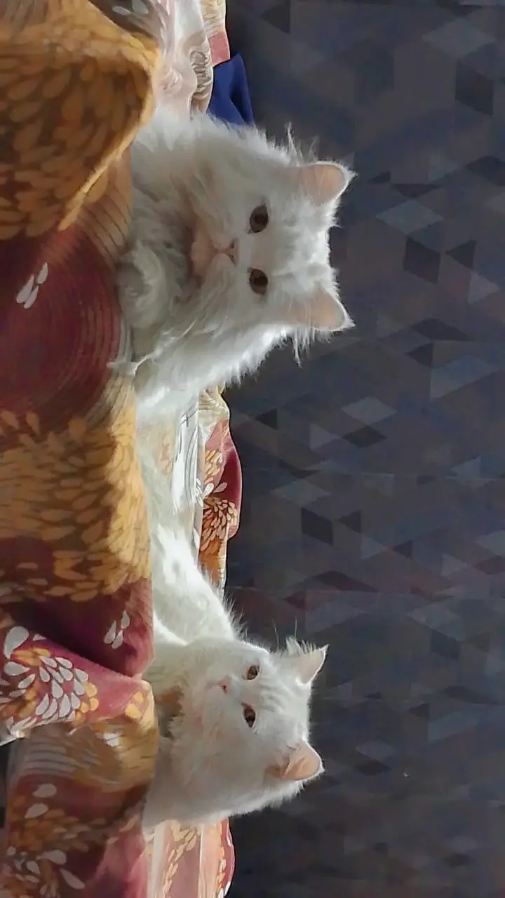 Pure White Persian Cat Pair | Male & Female | Healthy & Fluffy — photo 2