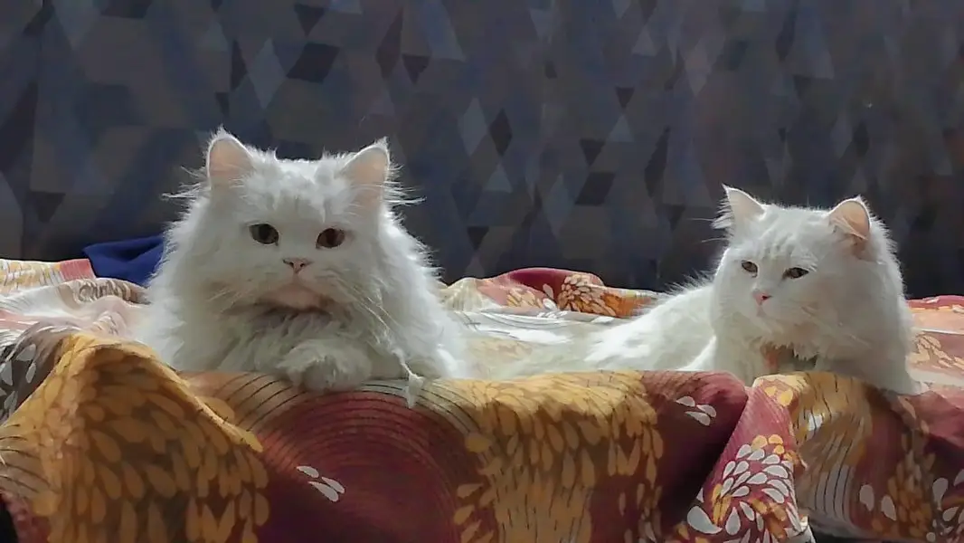 Pure White Persian Cat Pair | Male & Female | Healthy & Fluffy — photo 3