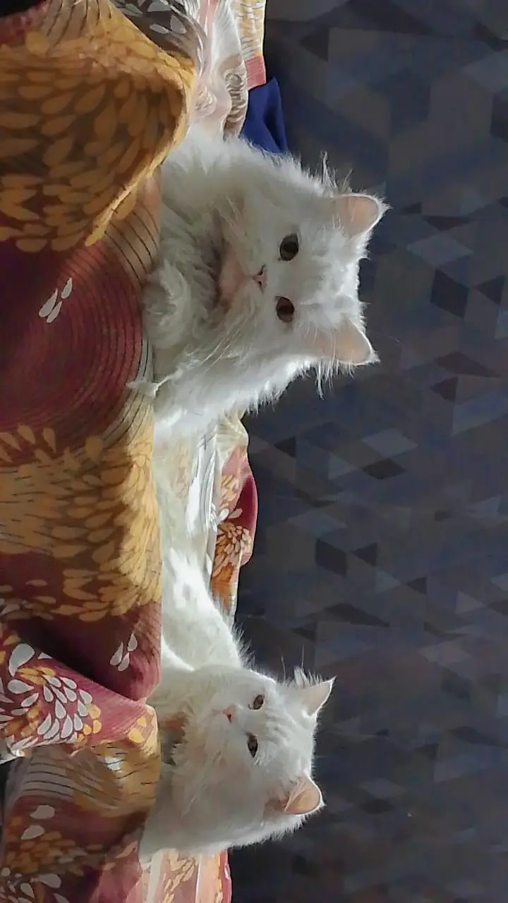 Pure White Persian Cat Pair | Male & Female | Healthy & Fluffy — photo 4