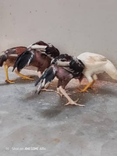 four pairs hens