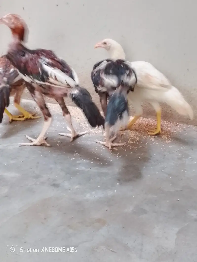 four pairs hens — photo 2