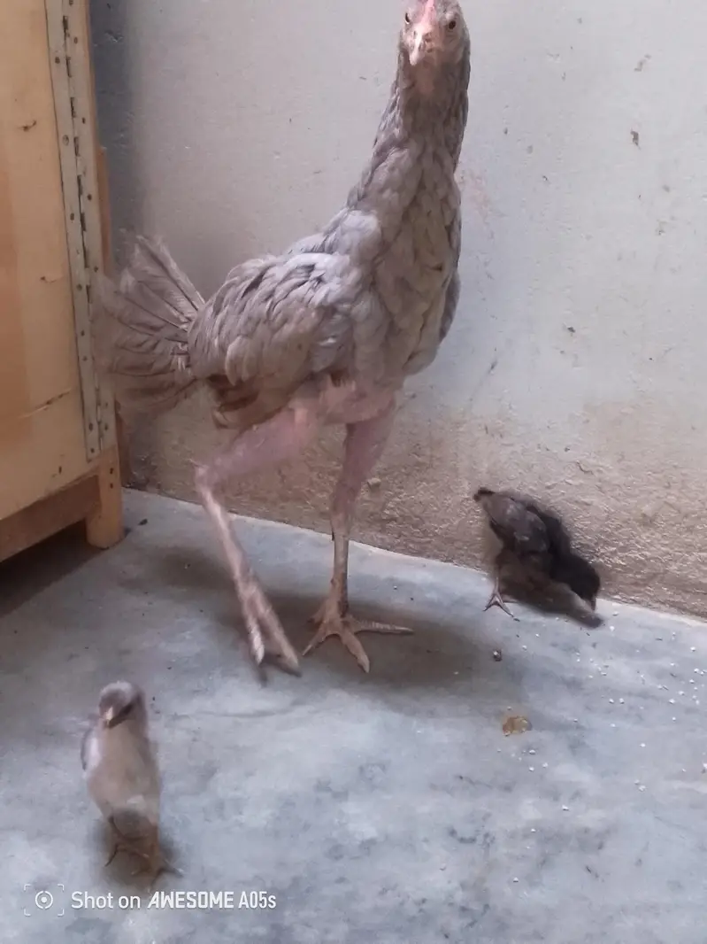 four pairs hens — photo 3