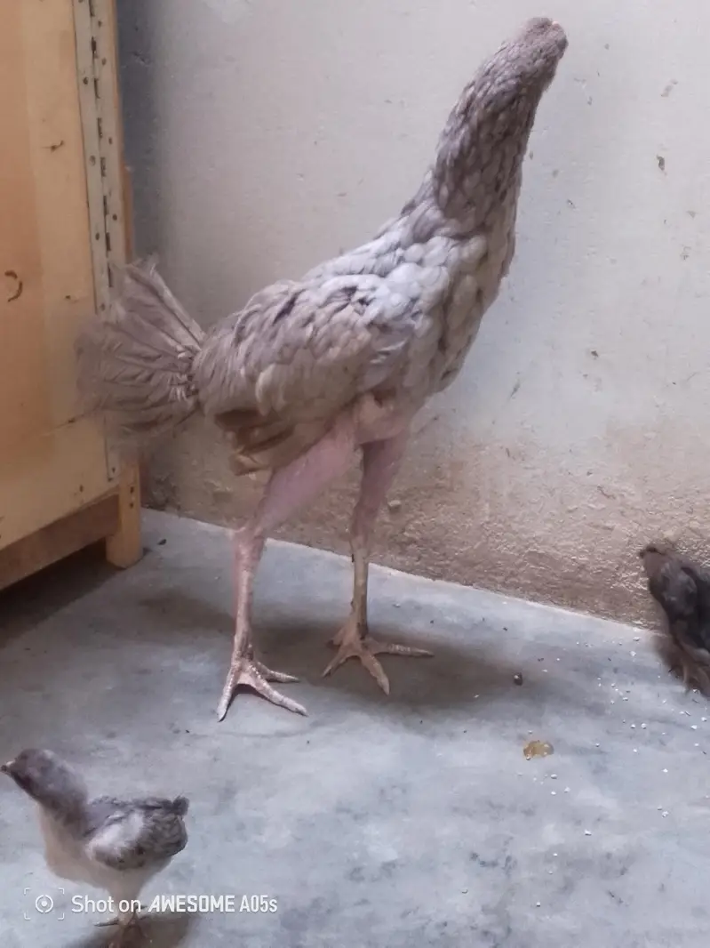 four pairs hens — photo 4