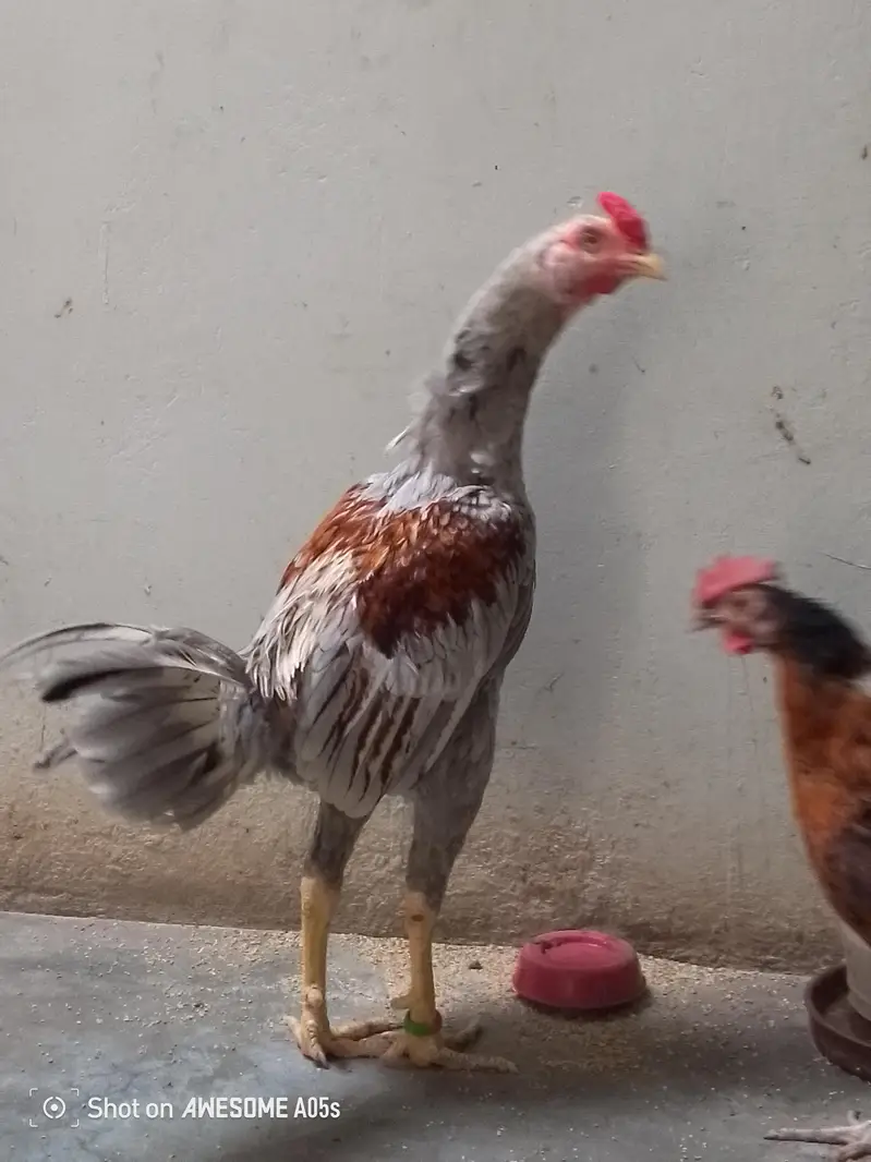 four pairs hens — photo 5