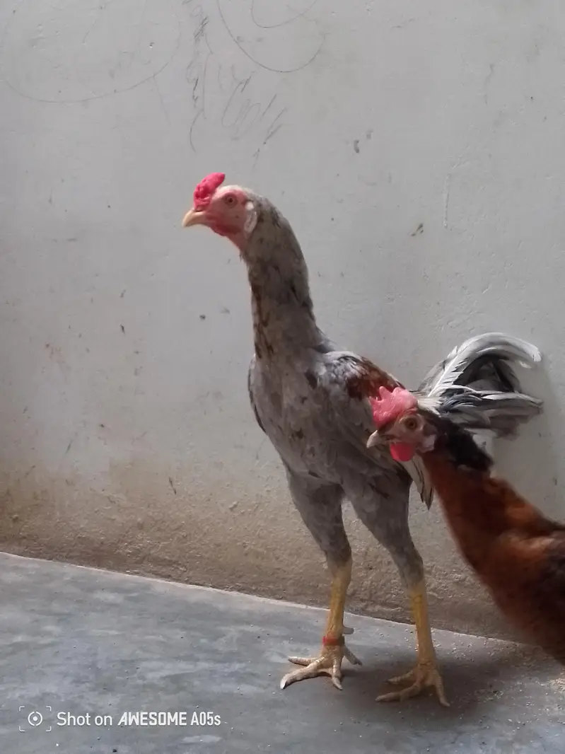 four pairs hens — photo 6